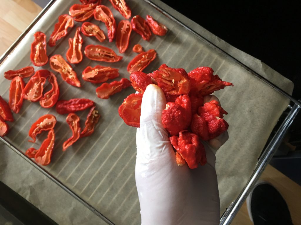 Carolina Reaper trocknen